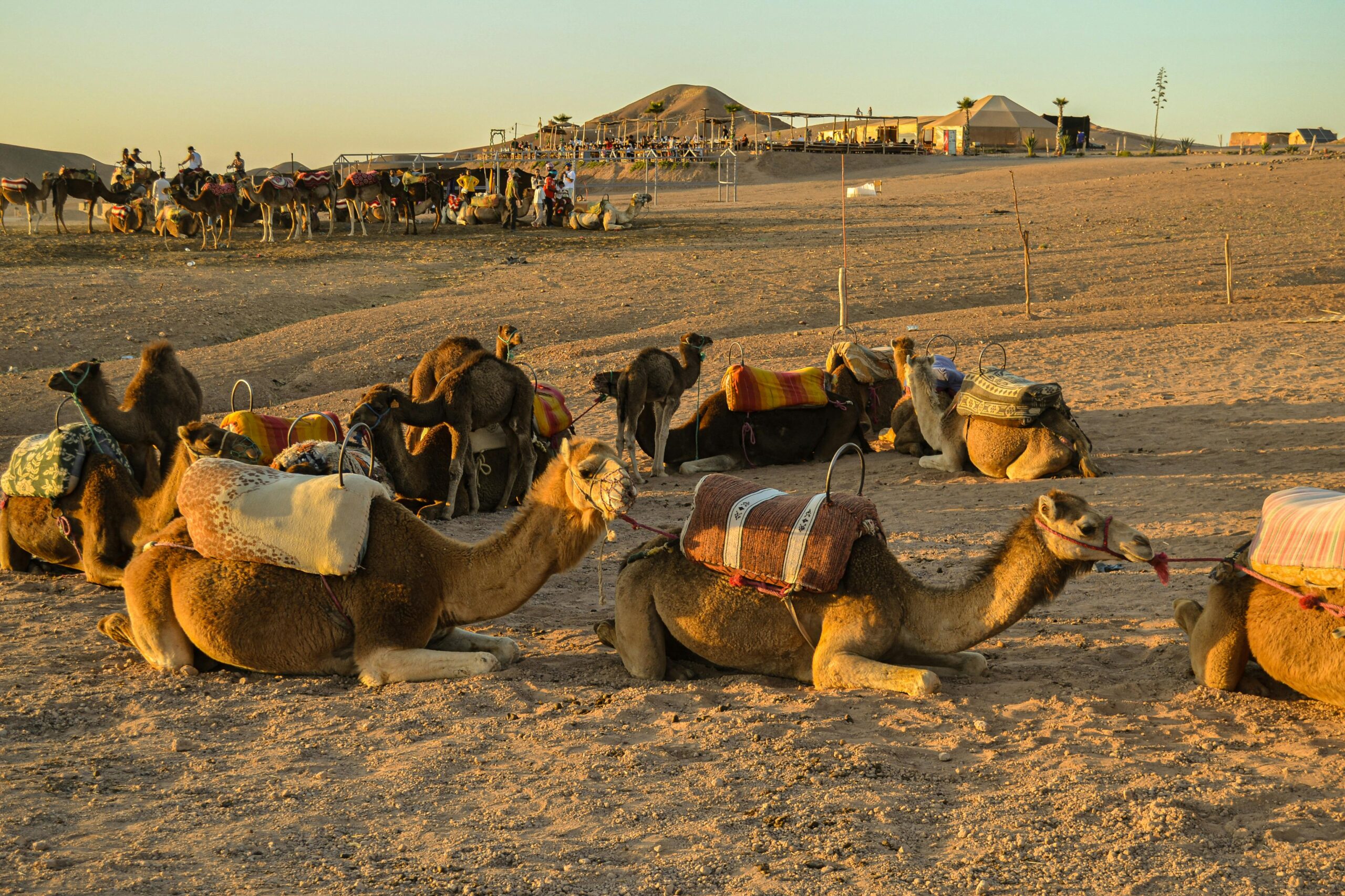 Marrakech: Atardecer en el Desierto de Agafay, Paseo en Camello y Cena Espectáculo