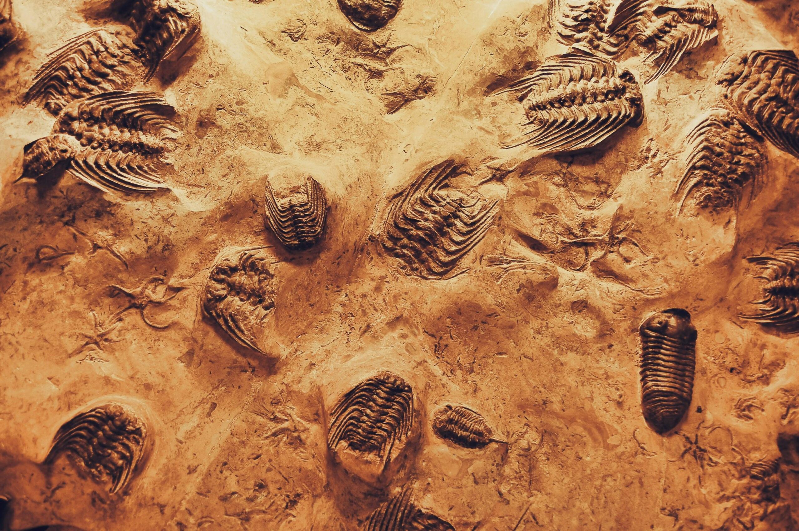 Fossils In Morocco: Famous Sites