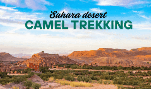 Sahara desert camel trekking